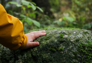 A young child's hand touching a moss covered rock in a forest setting.
