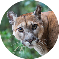 A cougar with green leaves in the background.