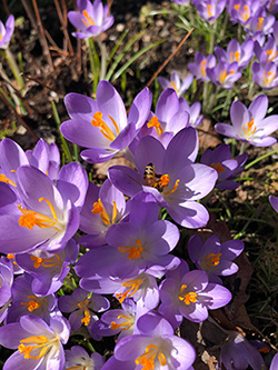 Crocus flowers with a bee in one of the flowers.