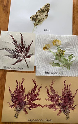 A lilac hammered onto heavy white cardstock, a single deep red Japanese Maple leaf on neutral paper, 2 buttercups with green stems on white paper towel and 2 deep red Japanese Maple leaves on tan coloured Braille paper.
