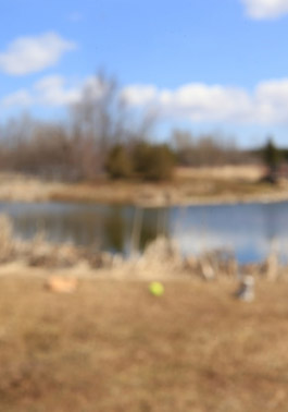 Blurred to simulate visual acuity of 6/120 or 20/400. A pond with an island on it is in the background and three objects are on the grass in front of the pond. One is orange/brown, one is yellow, one is brown and white, but the shapes are indistinct.