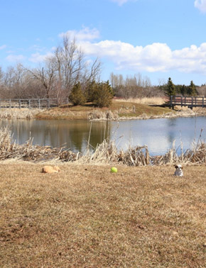 A cat, a baseball, and a dog all sit on dry grass in front of a pond and island.